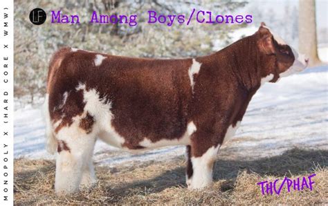 Congratulations To Cowan Cattle Co On These Mab Sired High Sellers