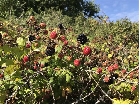 Blackberries Fruit Wild 100 Free Photo On Mavl Edible Wild Plants