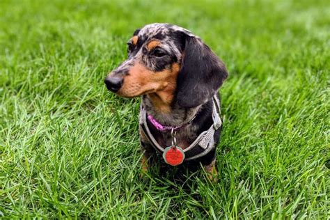 Do Dachshunds Have Health Problems 4 Health Issues To Look Out For