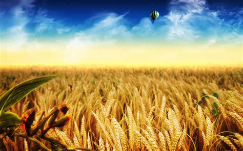Golden Wheat Field Hd Wonderful Nature Wallpaper