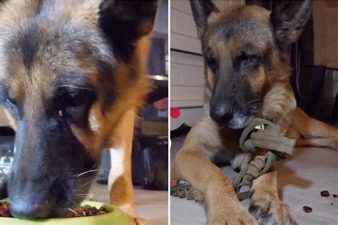 German Shepherd ‘cries After Being Forced To Eat Chilli During Live