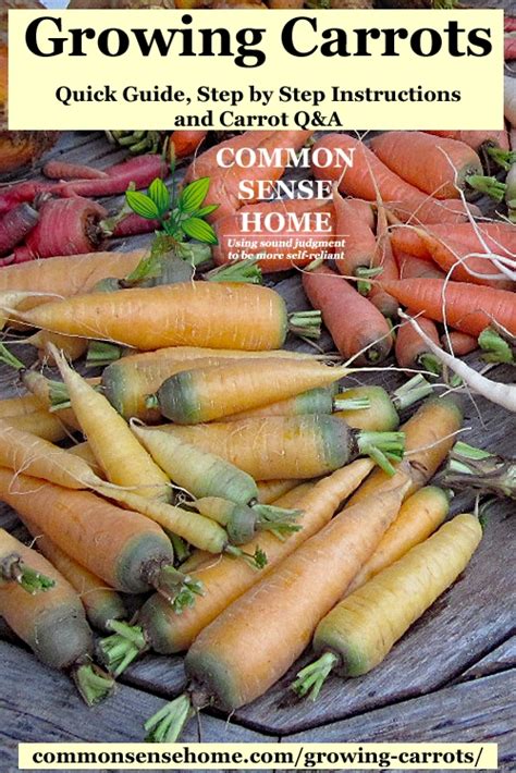 Growing Carrots From Planting To Harvest Learn How To