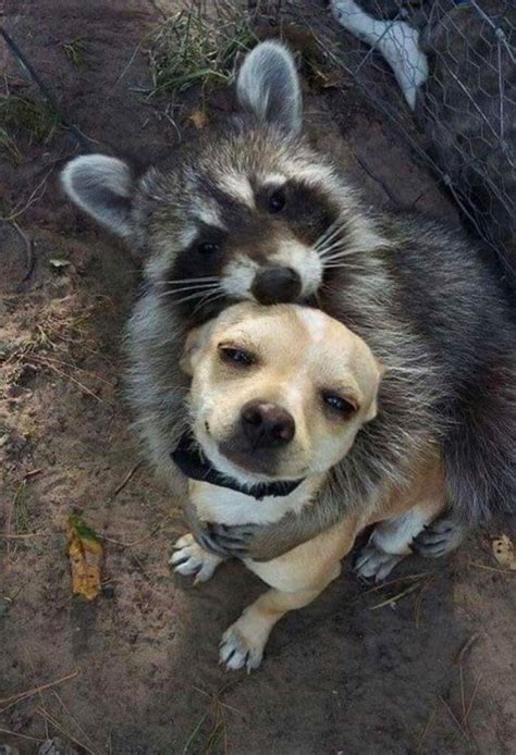 25 Funny Raccoons That Will Make You Smile Bouncy Mustard