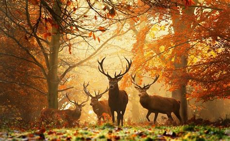 Forest Animal Wallpaper 60 Images