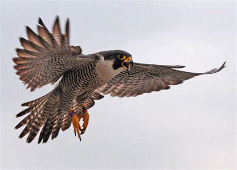Peregrine Falcons Thriving In Indiana News