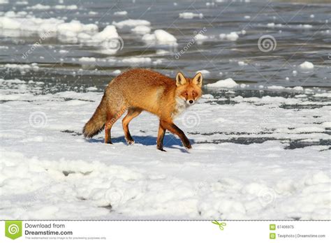 Wild Red Fox On Ice Stock Image Image Of Beautiful