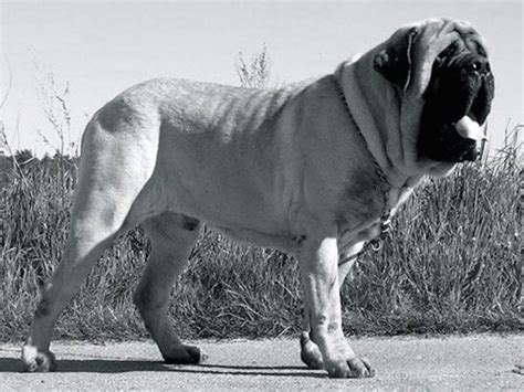 Pin On Mastiffs