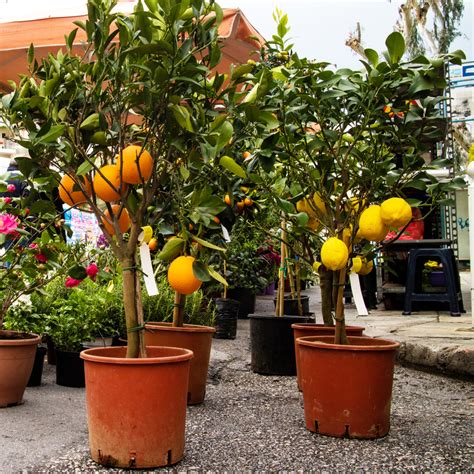 How To Plant Dwarf Citrus Trees