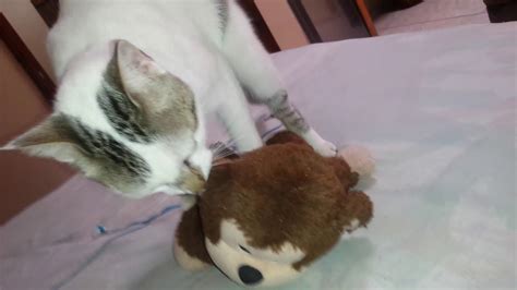 El Gato Que Tubo Sexo Con Un Peluche YouTube