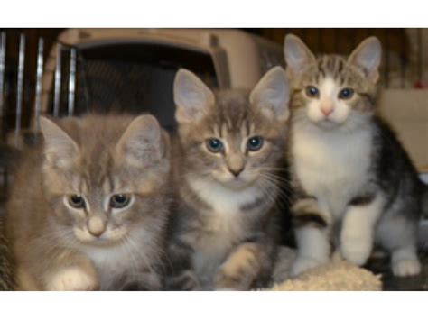 We can help you find the perfect kitten or cat. Cat & Kitten Adoption Weekend, 12/20 & 12/21 at Petco in ...