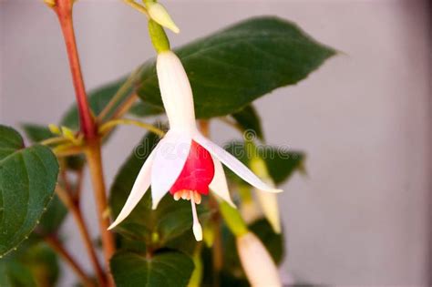 Beautiful Fuchsia Flower Stock Photo Image Of Nature 92985982