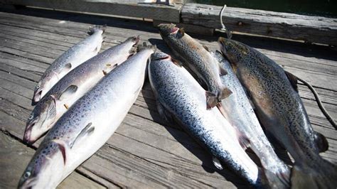 Lummi Tribe Declares State Of Emergency Over Atlantic Salmon Spill