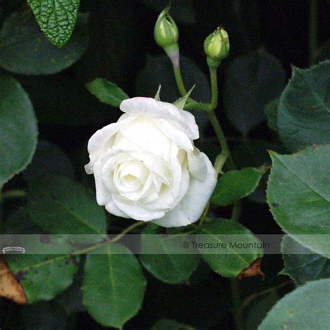 50 Pcs Small White Rose Seed Strong Fragrant Flower Seeds