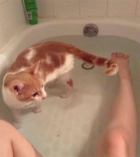 8 Cats Who Have Totally Shown Bath Time Whos Boss Catlov