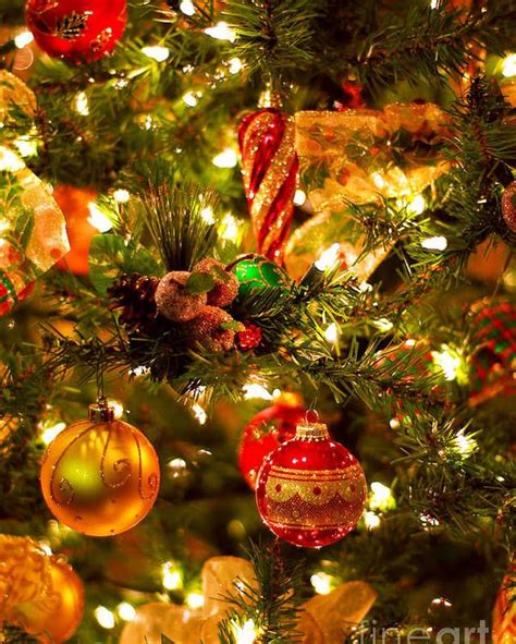 Christmas Tree Up Close Poster By Elena Elisseeva Christmas Scenes