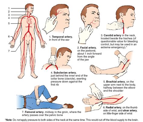 The Main Arteries In The Human Body First Aid Pressure Points