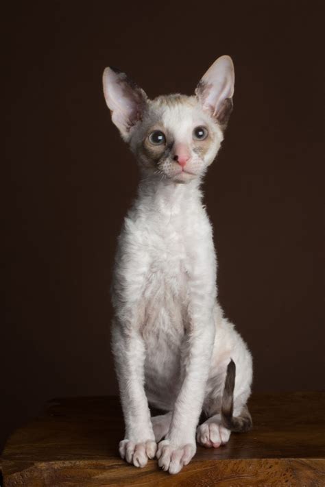 Why It Is Not The Best Time For Cornish Rex For Sale Bc Cornish Rex