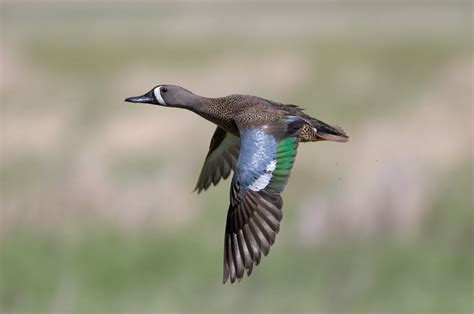 Blue Winged Teal Anas Discors Wild Bird Gallery
