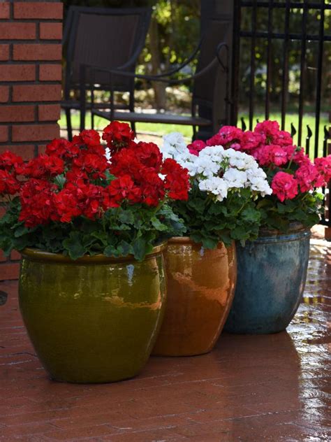 Easy Flowers To Grow In Pots Easiest Flowers To Grow Flower Pots