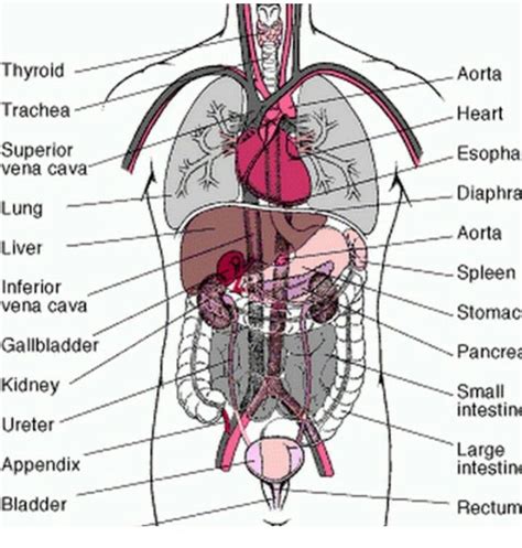 Anatomy Human Body Anatomy Body Organs Diagram Body Anatomy