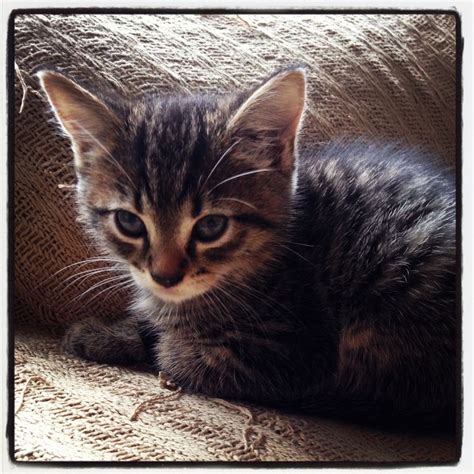 Join in and share a picture of your darling kitten and a few details about him or her. Beautiful tabby grey kittens for sale | Eastleigh ...