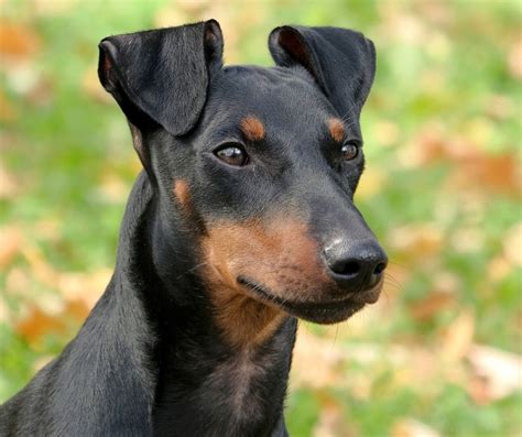 How Much Does A Manchester Terrier Cost Dog Product Picker