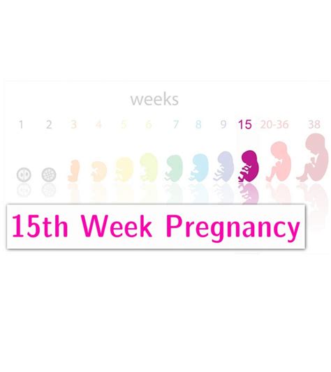 15 Weeks Pregnant Symptoms Baby Development And Tips