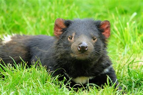 Tasmanian Devils Are Overcoming A Deadly Pandemic