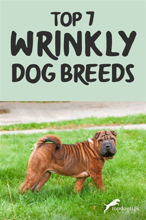 This Is A List Of 7 Wrinkly Dog Breeds Your Will Learn All About Each