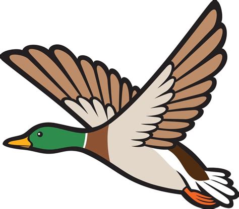 Flying Mallard Duck 3192856 Vector Art At Vecteezy
