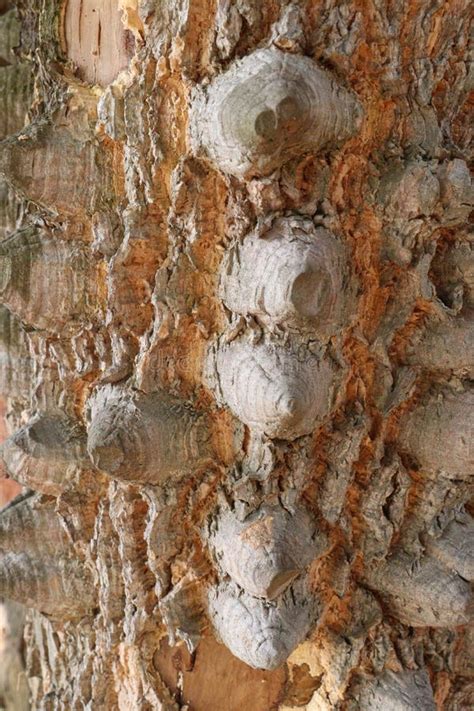 Thorn Texture Background Of Ceiba Tree Stock Photo Image Of Close