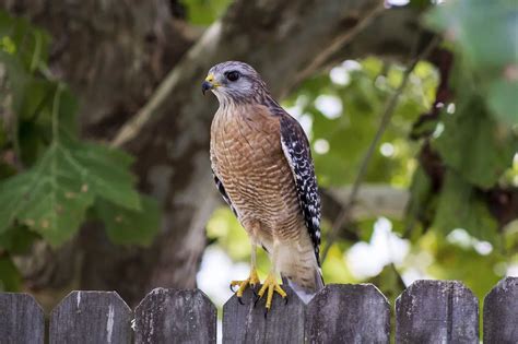 Hawks Common To Central Texas Birdinglocations
