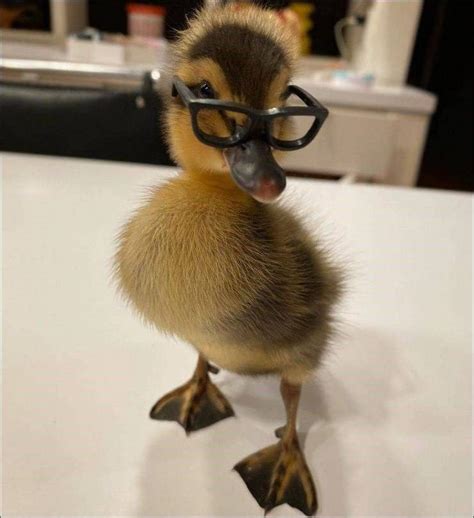 Photos That Say More Than Just A Thousand Words Cute Ducklings Baby