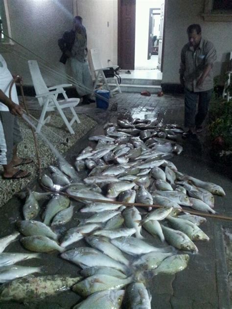 Sheem Fish Fishing Photo