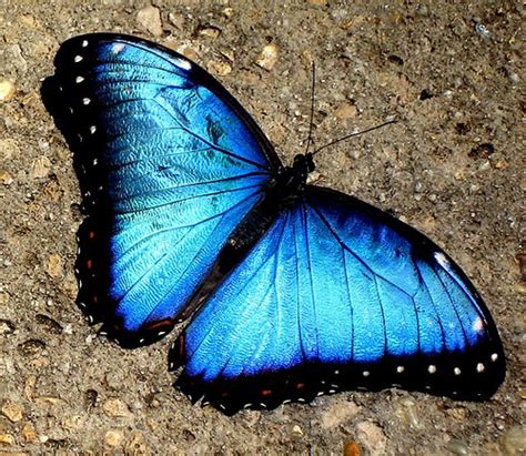 A Blue Morpho Butterfly Biological Science Picture Directory