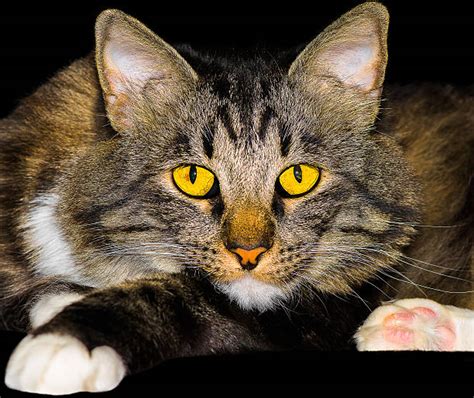 American Bobtail Cat Photos Stock Photos Pictures And Royalty Free