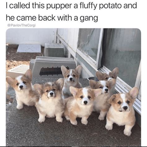 The Best Corgi Memes Ever 2019 Update Cute Corgi Puppy Puppies