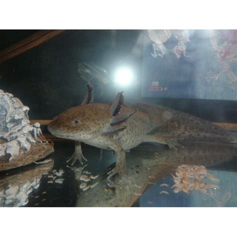 Axolotl Salamanders Exotic Pets Salamander 20 Inch By 30 Inch Laminated