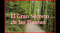 El Gran Secreto de las Plantas - Completo - YouTube