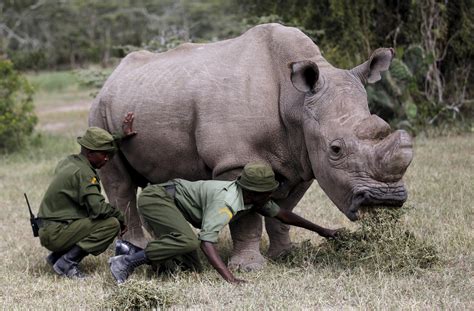 Sudan The Last Male Northern White Rhino Dies In Kenya The New York