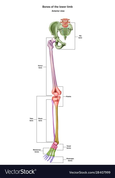 Bones Lower Limb With Name Royalty Free Vector Image