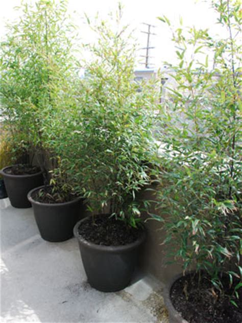 The best bamboo to grow in pots. Bamboo Botanicals - Bamboo Grown In Pots and Containers