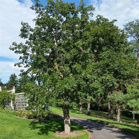 Ohio Buckeye Tree