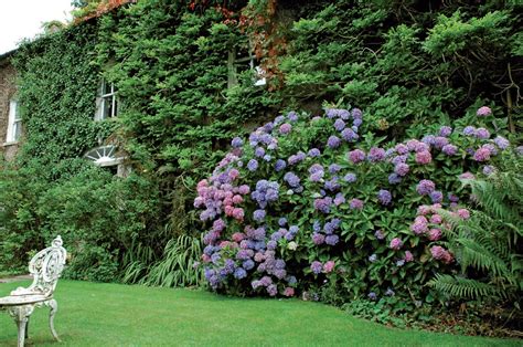 La siepe spesso delinea la proprietà e di solito è il primo progetto che hai per il tuo giardino. Siepe decorativa, antivento, antismog, antirumore - Passione in verde