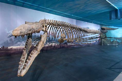 Bruce The Mosasaur © The Canadian Press Ho Canadian Fossil Discovery