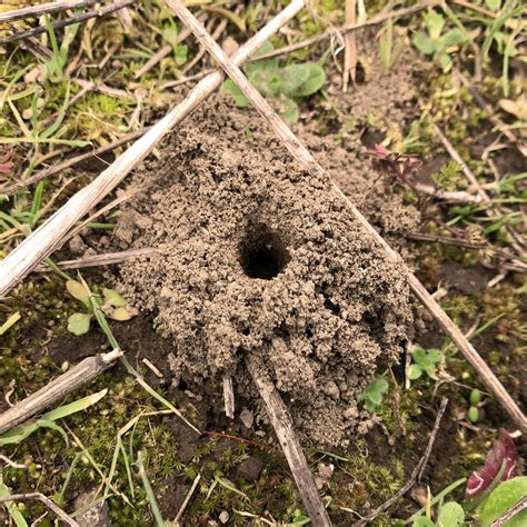 Steps For Creating Pollinator Nesting Areas • Save Bees