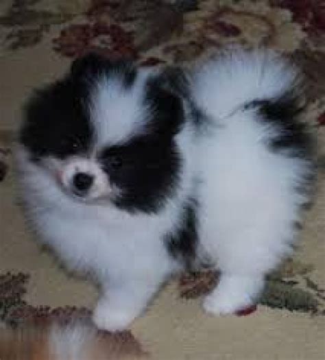 Search by breed, age, size and color. Cute pomeranian puppies for sale/adoption. Text 6122311213 ...
