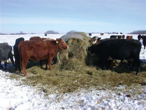 Extending Fall And Winter Grazing For Beef Cattle