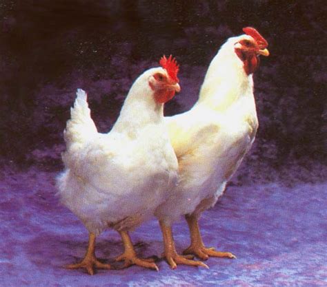 Gambar Ayam Xtra Two