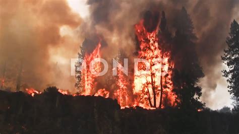 A Huge Forest Fire Burns Trees Stock Footagefireforesthugeburns